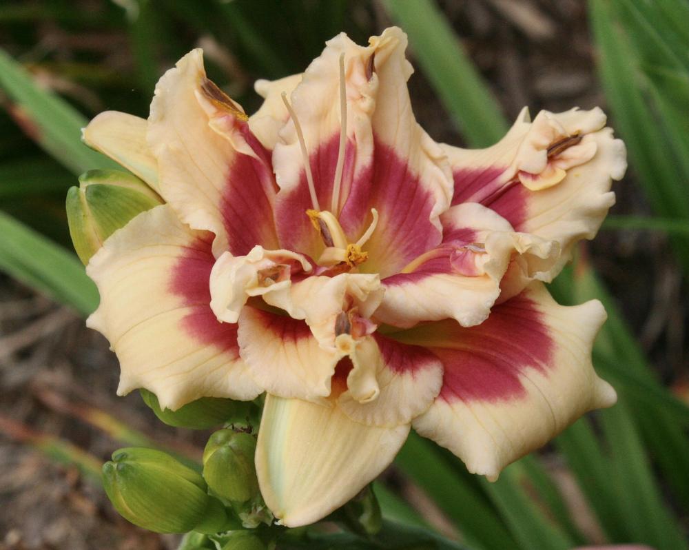 Double Cherries Duet Reblooming Daylily