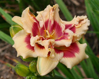 Double Cherries Duet Reblooming Daylily