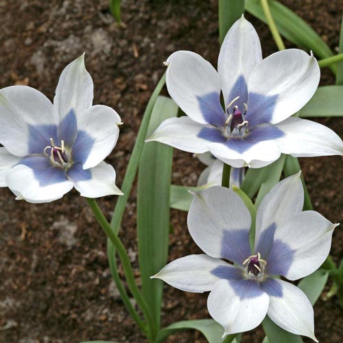 Wild Blue Heart Tulip Seeds