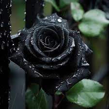 True Blood Black Rose Seeds