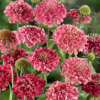 Triple Berry Mix – Scabiosa Seed