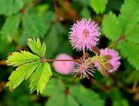 Mimosa Touch Me Not Flower Seeds