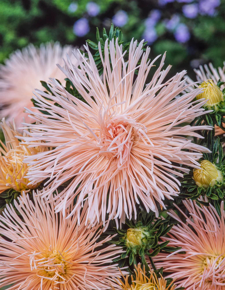 Valkyrie Brunhilde Chamois – China Aster Seed