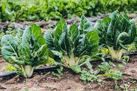 Barese – Swiss Chard Seed