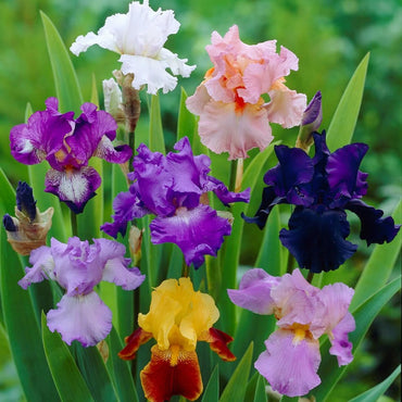 Reblooming Tall Bearded (German) Iris Mixture