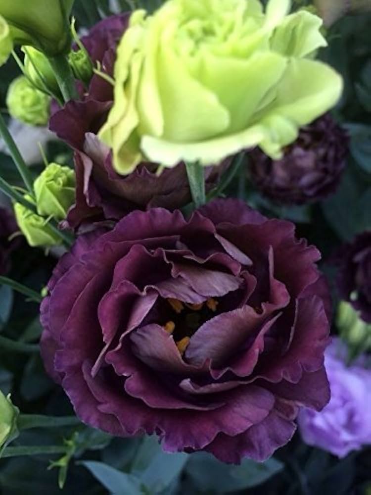 Rosanne Black Pearl Lisianthus