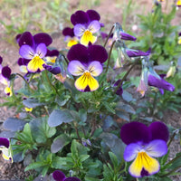 Pansy Viola Johnny Jump Up Flower Seeds