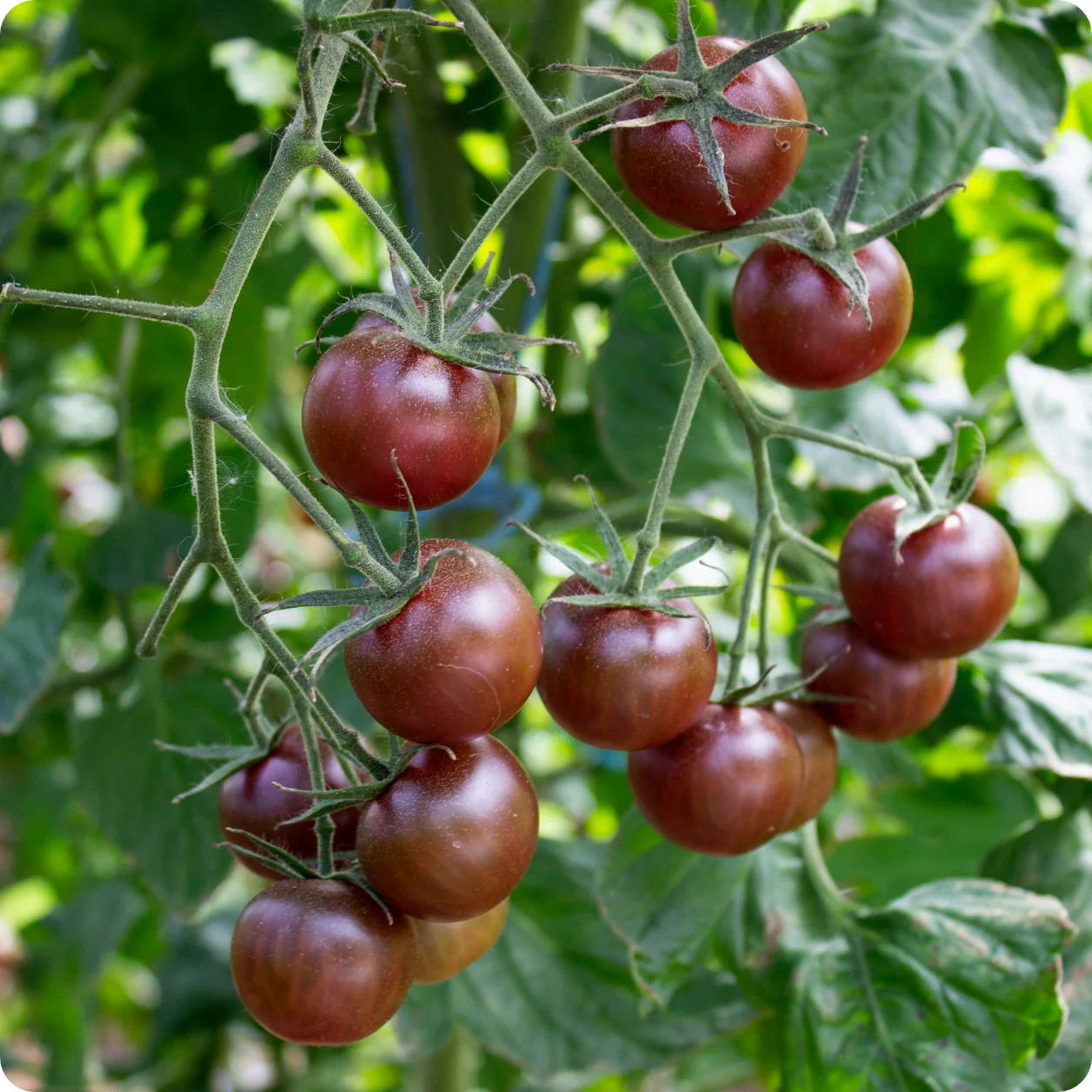 Black Cherry – Organic Tomato Seed