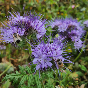 New Rare 100 Phacelia Lacy Phacelia Tanacetifolia Bulk Flower Se