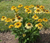 Mellow Yellow Coneflower