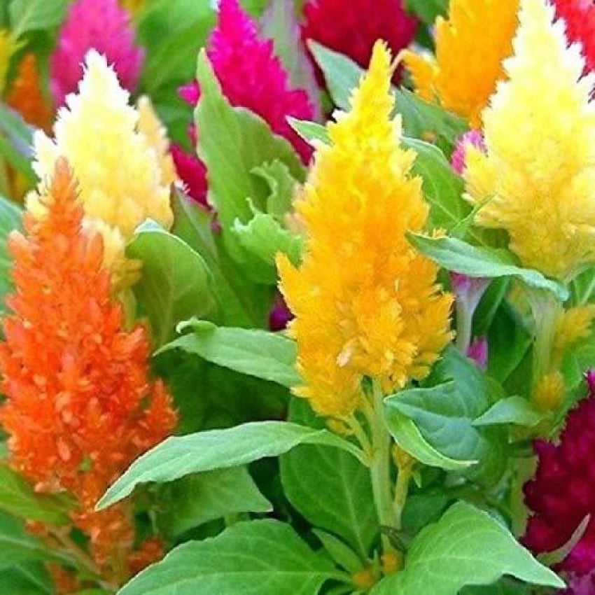 Pampas Plume – Celosia Seed