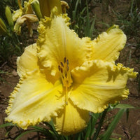 Erin Lea Reblooming Daylily