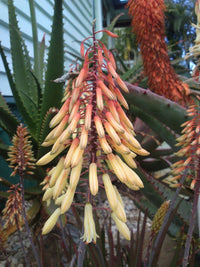 Aloe- Winter Bells PBR