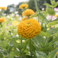 Giant Dahlia Flowered Golden Yellow Zinnia