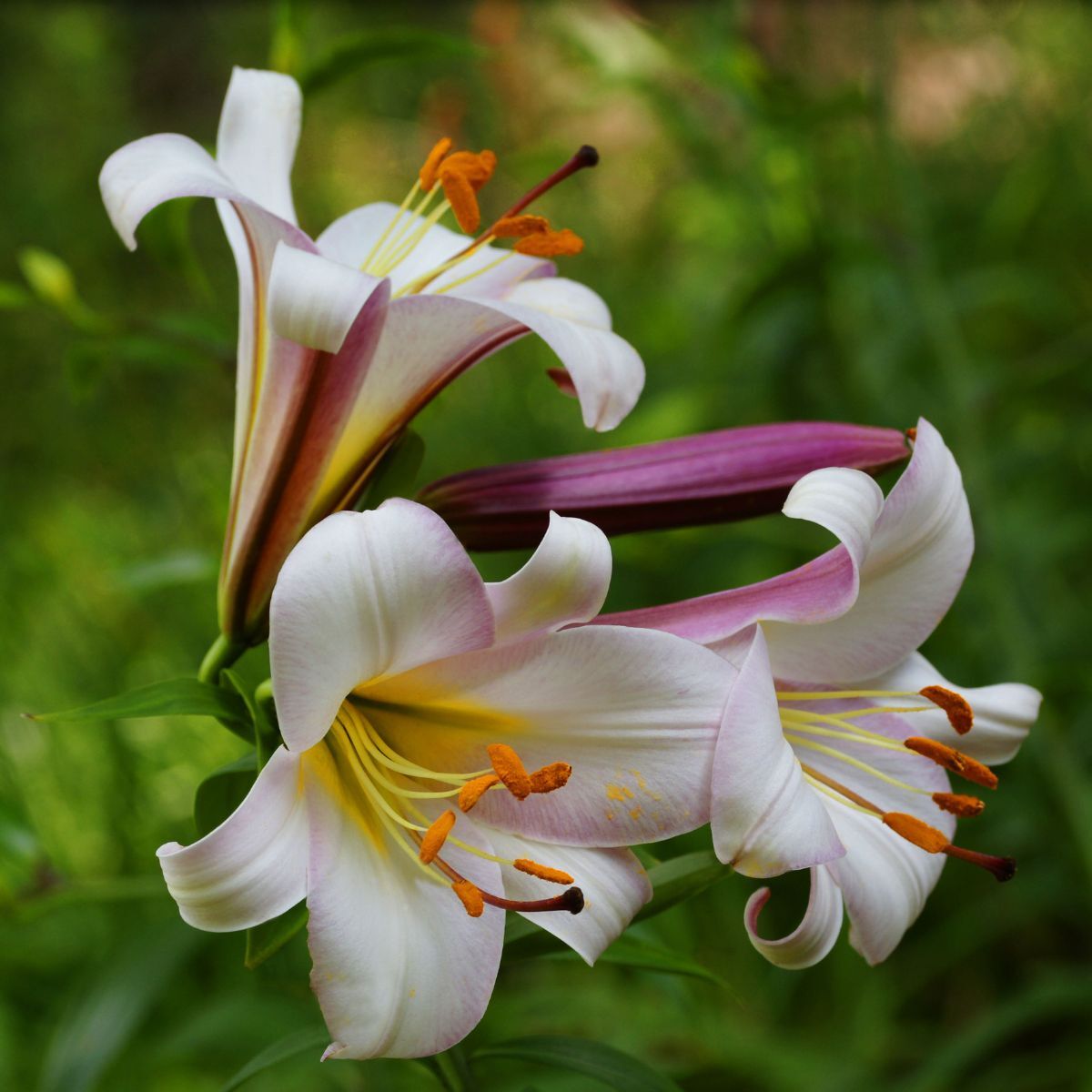 Beijing Moon Lily Tree Seeds