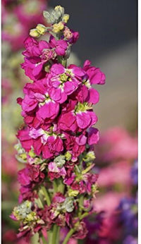 Stock Matthiola Incana Double Mixed Color Flower Seeds