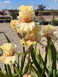 Bearded Iris- Cotillion Gown