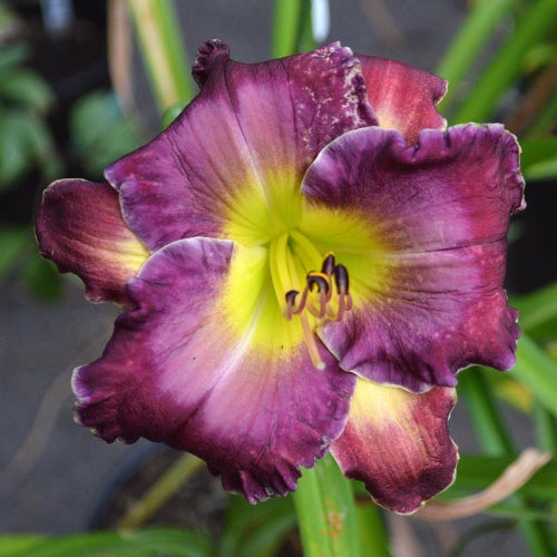 Through a Glass Darkly Reblooming Daylily