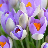 Whale Shark Giant Snow Crocus Seeds