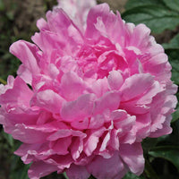 Vivid Rose Peony