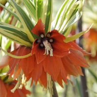 Variegated Crown Imperial Seeds