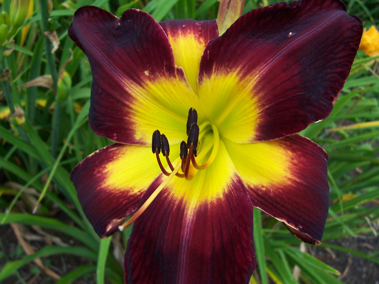 Persian Ruby Daylily