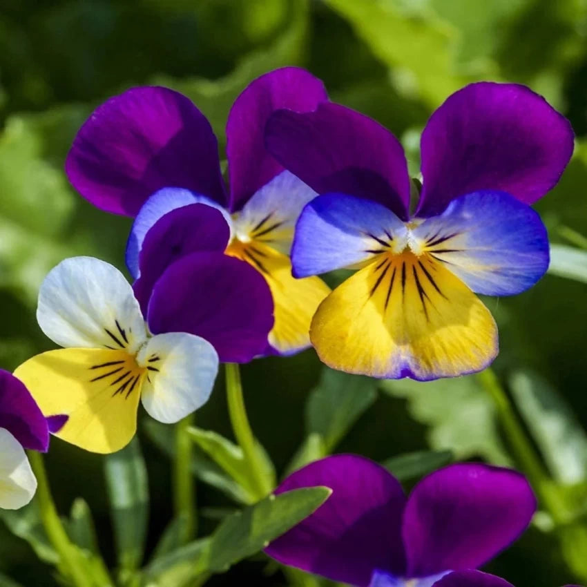 Pansy, Viola Johny Jump Up Seeds