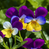 Pansy, Viola Johny Jump Up Seeds