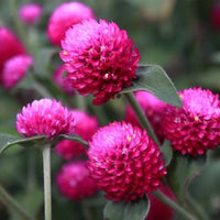 Gomphrena Purple Desi Flower Seeds