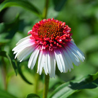 Strawberry & Cream Coneflower