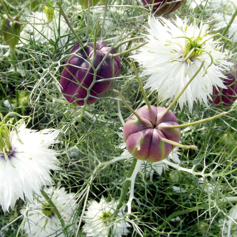 Albion Black Pod – Nigella Seed