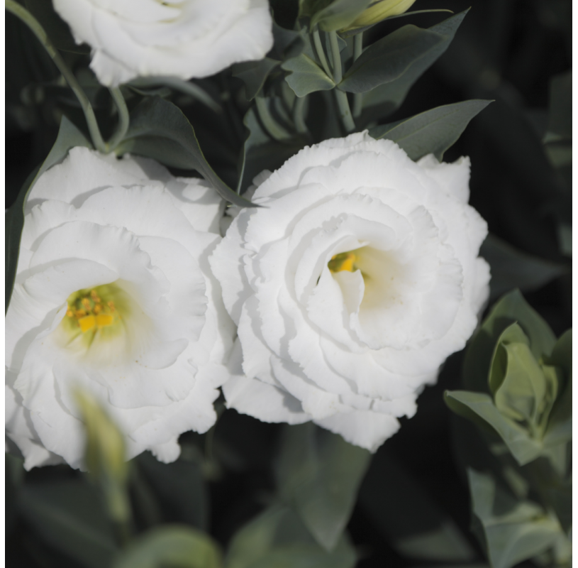 Doublini White – Lisianthus Seed