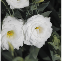 Doublini White – Lisianthus Seed