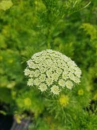 Green Mist – Organic Ammi Seed