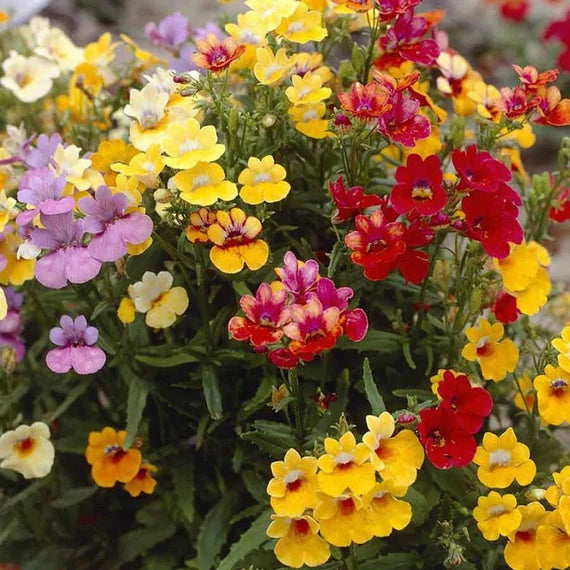 Nemesia Carnival Mixed Color Seeds