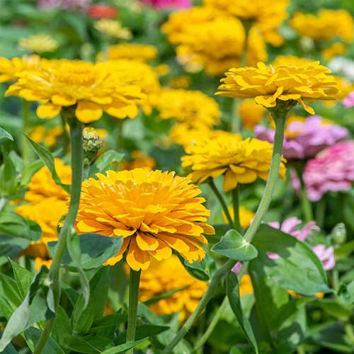 Zinnia Yellow Tall Seeds