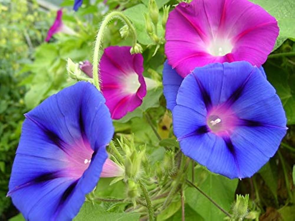 Ipomoea Mixed Color Desi Flower Seeds