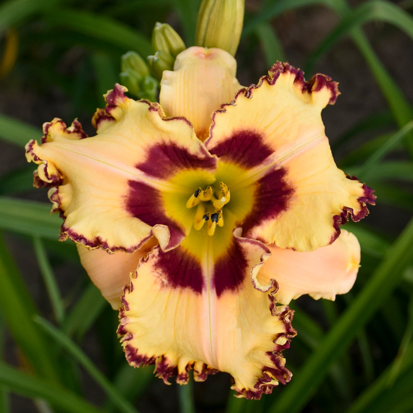 King of the Ages Reblooming Daylily