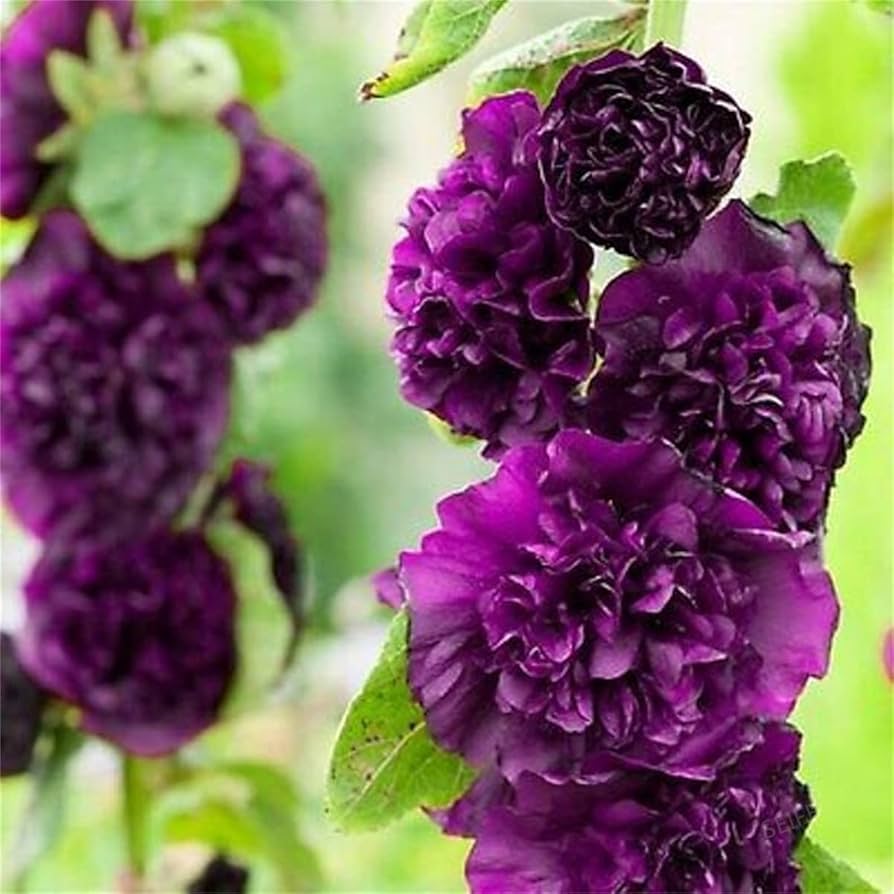 Chater's Double Violet Hollyhock