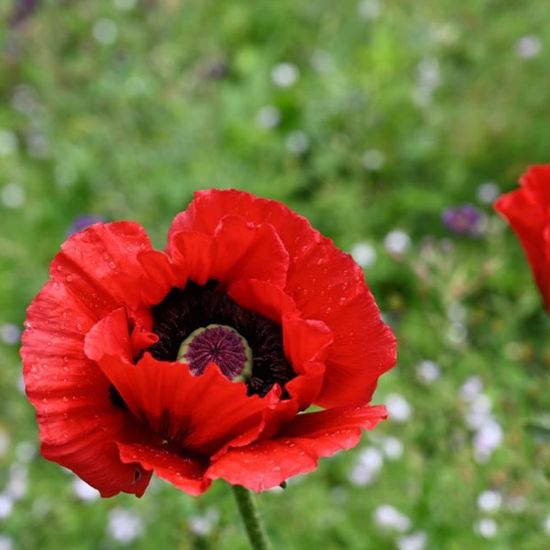 Beauty of Livermere Oriental Poppy