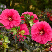 Watermelon Ruffles Hibiscus