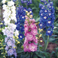 Magic Fountains Mix – Delphinium Seed