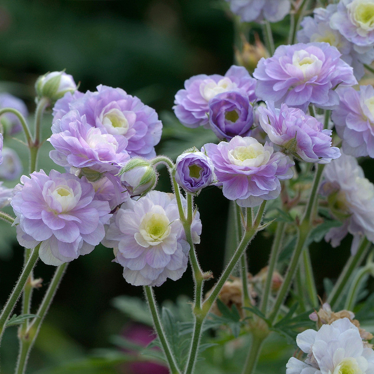 Summer Skies Double Hardy Geranium