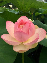 Nelumbo Nucifera Lotus Mixed Color Flower Seeds