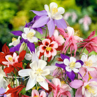 McKana Giants Mix – Columbine Seed