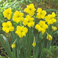 Belcanto Daffodil Seeds