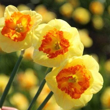 Berlin Daffodil Seeds