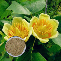 Magnoliaceae Flower Seeds Ornamental Plant Liriodendron Chinense