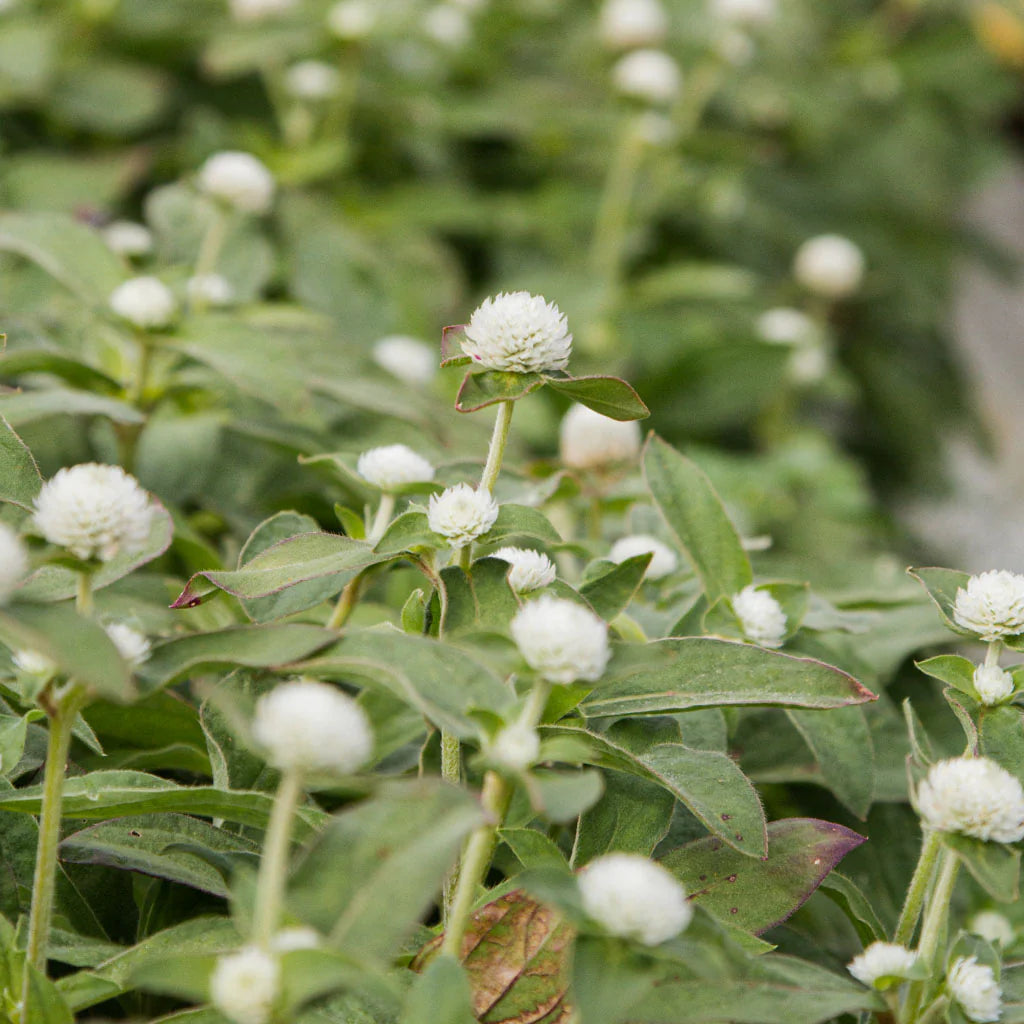 Audray White – Gomphrena Seed