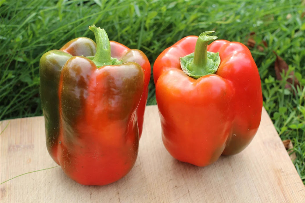 Yankee Bell – Organic Bell Pepper Seed